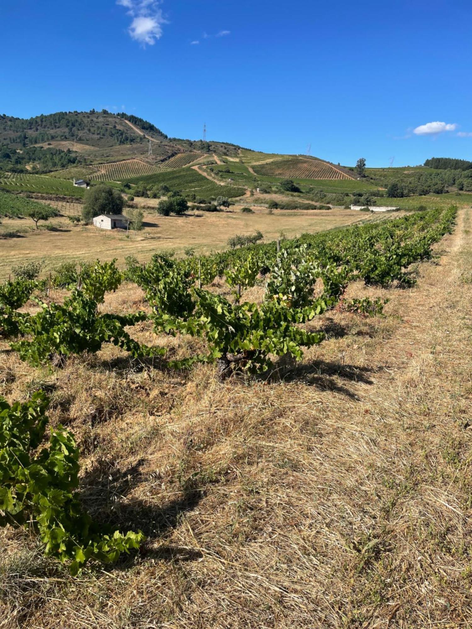 Boutique Finca Esencial บียาฟรันกา เดล เบียร์โซ ภายนอก รูปภาพ